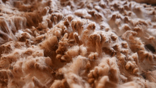 Wyndhurst: Preserving Premium SRS Merino Wool